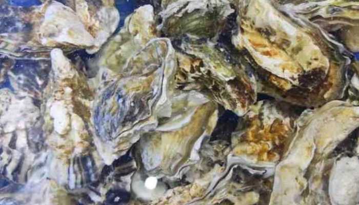 蛎子蘸料怎么调好吃pg电子娱乐平台海